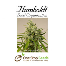 Trainwreck Femanised Available from one stop seeds and accessories Glasgow Scotland