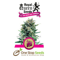 Blue Cheese Available from one stop seeds and accessories Glasgow Scotland