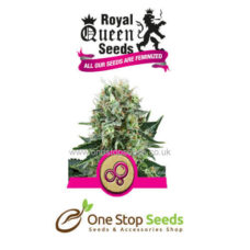 Bubble Kush Available from one stop seeds and accessories Glasgow Scotland
