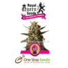 Bubblegum XL Available from one stop seeds and accessories Glasgow Scotland