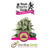 Critical Kush from one stop seeds and accessories Glasgow Scotland