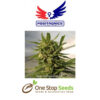 Critical #47 Positronics Available from one stop seeds and accessories Glasgow Scotland