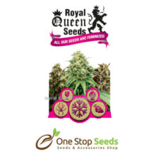 Feminized Mix from one stop seeds and accessories Glasgow Scotland