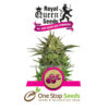 Haze Berry Available from one stop seeds and accessories Glasgow Scotland