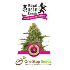 Northern Light from one stop seeds and accessories Glasgow Scotland