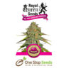 O.G. Kush Available from one stop seeds and accessories Glasgow Scotland