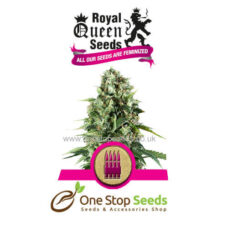 Royal AK Available from one stop seeds and accessories Glasgow Scotland