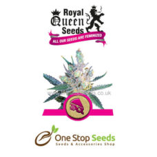 Royal Cheese (Fast Flowering) from one stop seeds and accessories Glasgow Scotland