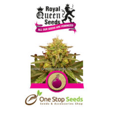 Royal Domina Available from one stop seeds and accessories Glasgow Scotland