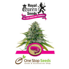 Royal Moby Available from one stop seeds and accessories Glasgow Scotland