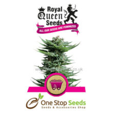 Shining Silver Haze Available from one stop seeds and accessories Glasgow Scotland