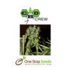 CBD Mango Haze Available from one stop seeds and accessories Glasgow Scotland head shop