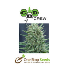CBD MedGom Auto Available from one stop seeds and accessories Glasgow Scotland head shop
