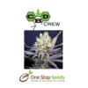 CBD Nordle is a short and strong Christmas tree shape like plant. She produces dense and compact flowering clusters. One of the calmest most indica dominant strains we have, great for pain relief and muscle spasms. Nice tasty Indica with a relaxing effect!