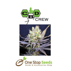CBD Nordle is a short and strong Christmas tree shape like plant. She produces dense and compact flowering clusters. One of the calmest most indica dominant strains we have, great for pain relief and muscle spasms. Nice tasty Indica with a relaxing effect!