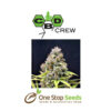 CBD Shark Shock Available from one stop seeds and accessories Glasgow Scotland head shop