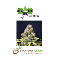 CBD Shark Shock Available from one stop seeds and accessories Glasgow Scotland head shop