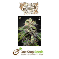 Caboose (Strain Hunters Seed Bank) Available from one stop seeds and accessories Glasgow Scotland head shop