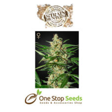 Damnesia Autoflowering (Strain Hunters Seed Bank) Available from one stop seeds and accessories Glasgow Scotland head shop