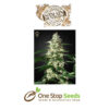 Skunk Auto (Feminised) (Strain Hunters Seed Bank) Available from one stop seeds and accessories Glasgow Scotland head shop