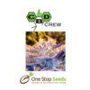 CBD Girl Scout Cookies Available from one stop seeds and accessories Glasgow Scotland head shop