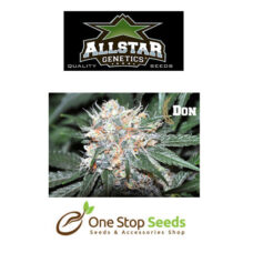 Allstar Seeds Don Tangelo Available from one stop seeds and accessories Glasgow Scotland head shop