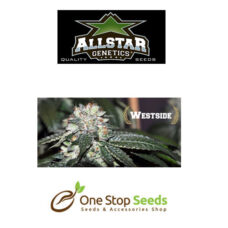Allstar Seeds Westside Available from one stop seeds and accessories Glasgow Scotland head shop