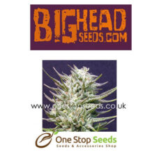Big Freeze from Big Head seeds at one stop seeds and accessories Scotland