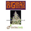 Bubblehead #13 from Big Head seeds at one stop seeds and accessories Scotland