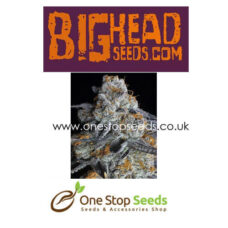 Crystal Gelato from Big Head seeds at one stop seeds and accessories Scotland