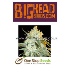 Head Stash Auto from Big Head seeds at one stop seeds and accessories Scotland