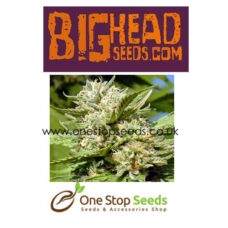 Headstone from Big Head seeds at one stop seeds and accessories Scotland