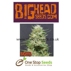 Heavy Head from Big Head seeds at one stop seeds and accessories Scotland