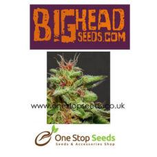 Julie’s Cookies from Big Head seeds at one stop seeds and accessories Scotland