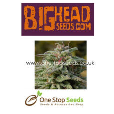 Trippy Gorilla Auto. from Big Head seeds at one stop seeds and accessories Scotland