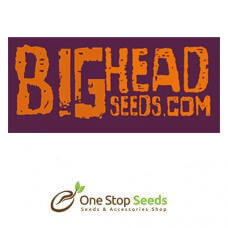 Big Head Seeds