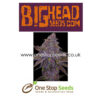Sherbert Dab from Big Head seeds at one stop seeds and accessories Scotland