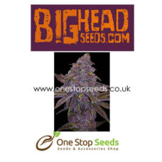 Sherbert Dab from Big Head seeds at one stop seeds and accessories Scotland
