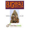 Dogstar Dawg from Big Head seeds at one stop seeds and accessories Scotland