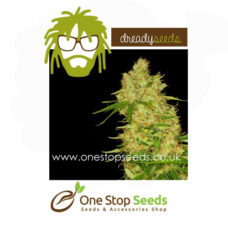 Blue Bubbleberry Feminised Seeds Feminised marijuana cannabis seeds at one stop seeds and accessories Scotland Glasgow
