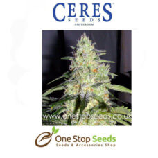 Ceres Kush Female Cannabis Seeds Feminised marijuana cannabis seeds at one stop seeds and accessories Scotland Glasgow