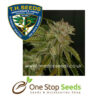MK-Ultra Kush Regular marijuana cannabis seeds at one stop seeds and accessories Scotland Glasgow