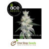 ACE Seeds Bangi Congo x Panama Feminised marijuana cannabis seeds at one stop seeds and accessories Scotland Glasgow