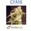Easy Rider Female Cannabis Seeds Feminised marijuana cannabis seeds at one stop seeds and accessories Scotland Glasgow