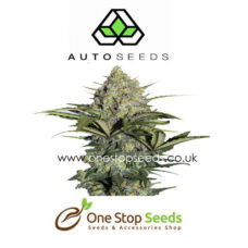 Auto seeds Gorilla Glue #4 Feminised marijuana cannabis seeds at one stop seeds and accessories Scotland Glasgow uk