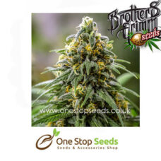 Apollo 11 Regular Cannabis Seeds cannabis seeds at one stop seeds and accessories Scotland Glasgow uk