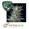 Automatic Bubble Cannabis marijuana cannabis seeds at one stop seeds and accessories Scotland Glasgow