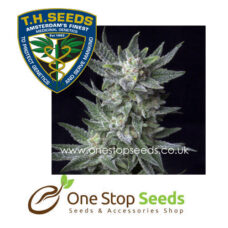 Automatic Bubble Cannabis marijuana cannabis seeds at one stop seeds and accessories Scotland Glasgow