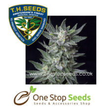 Automatic Critical Hog Cannabis marijuana cannabis seeds at one stop seeds and accessories Scotland Glasgow
