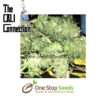 Boss Hogg Female Cannabis Seeds by Cali Connection at one stop seeds and accessories Scotland Glasgow uk